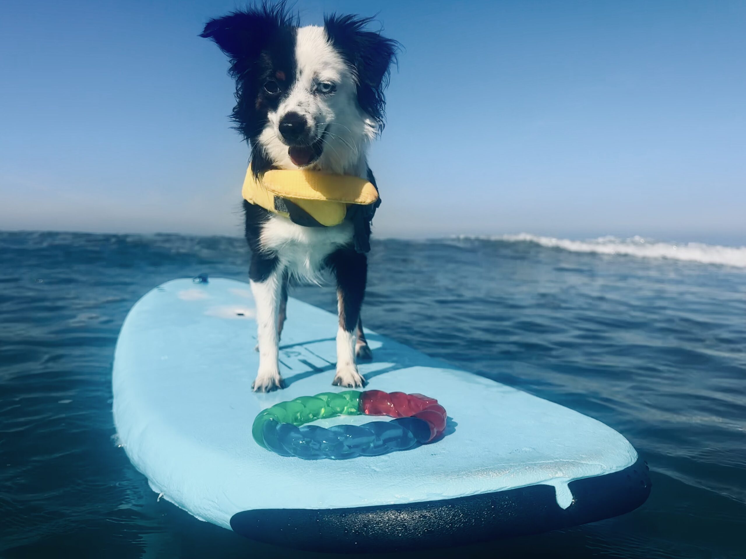 Intro to Dog Surf! - The Rex Center